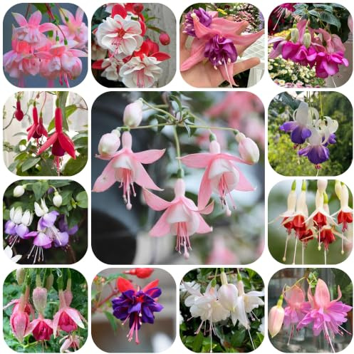 fucsia Decorazioni giardino esterni rampicanti roccioso 350semi