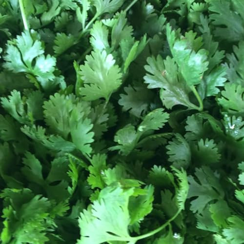 Flat Leaf Plain Parsley Seeds - 400 Fresh French Parsley Herb Seeds – Grow Your Own Herbs Ideal for Garden, Windowsill, Pots or Containers - Packed in The UK by Meldon Seeds