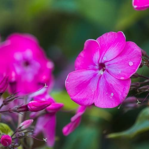 12 unità Phlox Stolonifera 'Pink Ridge' - Phlox Strisciante 'Pink Ridge' Vaso 9x9cm ±1 m² - Phlox con Fiori Rosa e Crescita Compatta
