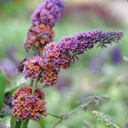 Plant Theory Bicolor Butterfly Bush Buddleja x Weyeriana Shrub Plant 2L Pot