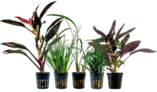 AquaOne Lot de 5 plantes de terrarium I Plantes de paludarium vivantes I Cordyline Ophiopogon Hemygraphis Acorus I Forêt tropicale Décoration de terrascaping