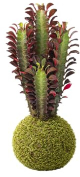 DECOALIVE Kokedama Artesanal Cactus Euphorbia Trigona – Planta Viva de Interior