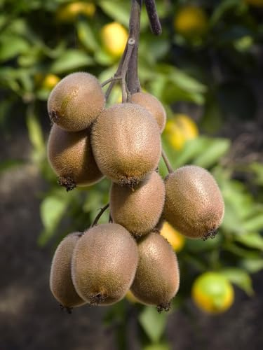 Actinidia deliciosa 'Jenny' (Kiwi) - Ø13cm - 45cm | Pianta da Frutto da Esterno | Facile da Curare | Ideale per Giardini, Pergolati, Terrazzi e Balconi