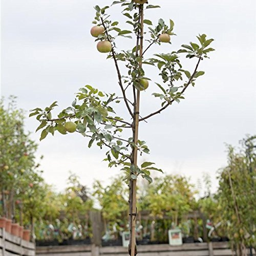 Apfel Baum 'Idared' Malus domestica im 7,5L Topf gewachsen 150-200cm winterharter Obstbaum