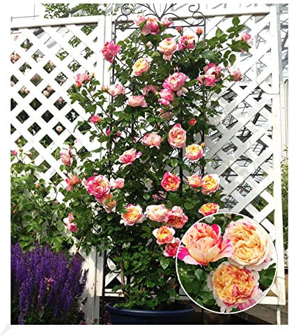 BALDUR Garten Kletter-Rose Julie Andrieu® winterhart, 1 Pflanze, Gartenrose duftende Kletterpflanze, blühend, Schnittblume, Rosa Hybride, süßer Duft