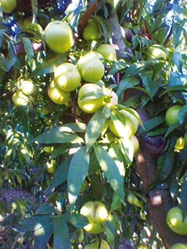 ALBERO DI PESCO PESCA PESCHE MERENDELLA DI LUGLIO IN VASO 17