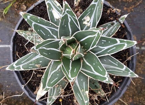 Agave victoriae-reginae 'Bustamante' / Agave de la reine Victoria à feuilles étroites/Conteneur de 2 à 2.9 litres