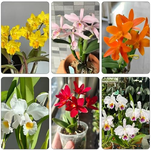 semillas de orquídeas - semillas de flores de plantas de jardín maceta de bonsái decoración de balcones semillas de flores plantas en macetas jardín de plantas exóticas maceta 500pcs