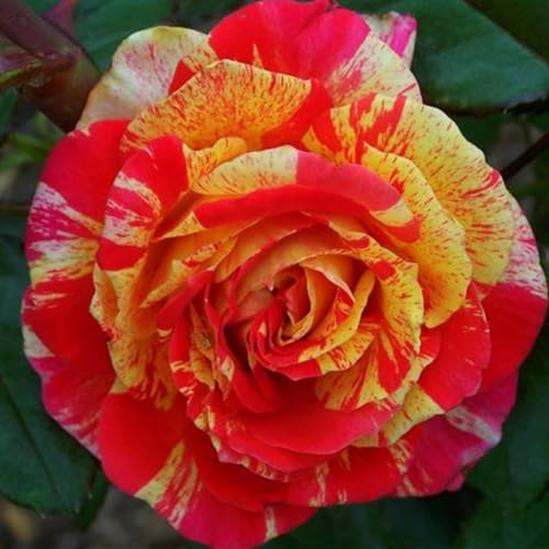 Rosas híbridas/rosas/rizomas/resistentes/decorativas/de jardín/en maceta/de interior/de exterior/de rápido crecimiento-2 PCS-A