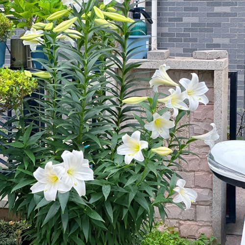20zwiebeln lilien, lilium brownii, blumenzwiebel frühlingsblumen lilienzwiebeln winterhart mehrjährig