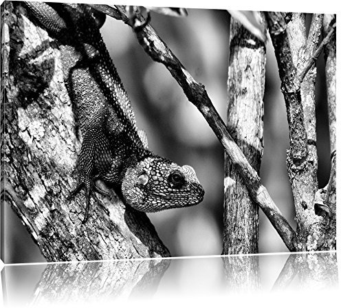 Pixxprint Agama auf Baum AST, Größe: 120x80cm, Leinwandbild, fertig gespannt, Wandbild, Dekoration, Kunstdruck, kein Poster