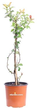 Pianta di Chaenomeles o Cotogno Giapponese diverse varietà pianta ornamentale da esterno giardino terrazzo balcone pianta vera da siepe venduta da eGarden.store (Speciosa Orange Storm)