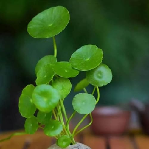 centella asiatica heilkräuter herbst deko grünpflanzen seltene 500samen