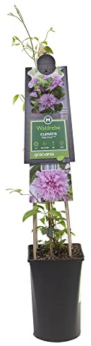 mgc24 Kletterpflanze Clematis Multi Pink Waldrebe im 2l-Container 2 Pflanzen