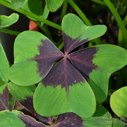 Glücksklee Oxalis deppei Iron Cross Glücksbringer 500 Blumenzwiebeln
