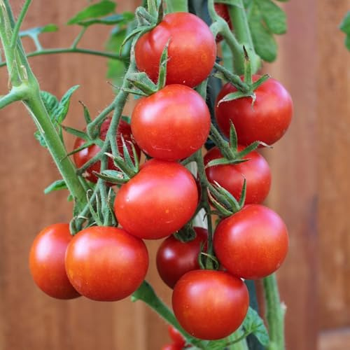 Vivaroma Bio-Tomatensamen