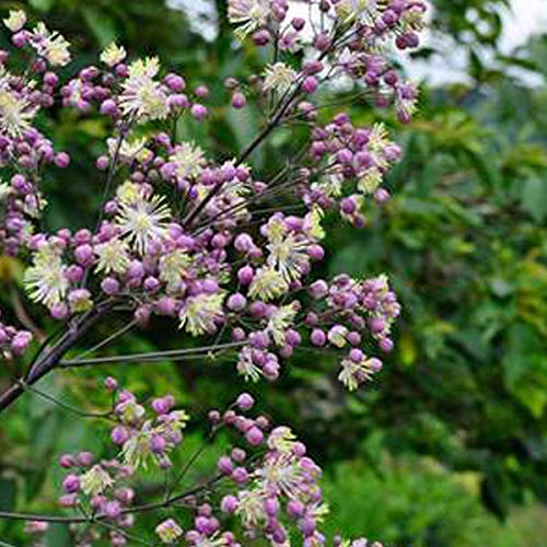6 x Wiesenraute 'Elin' - Thalictrum 'Elin' Topf 9x9cm: Anmutige Staude für schattige Gärten