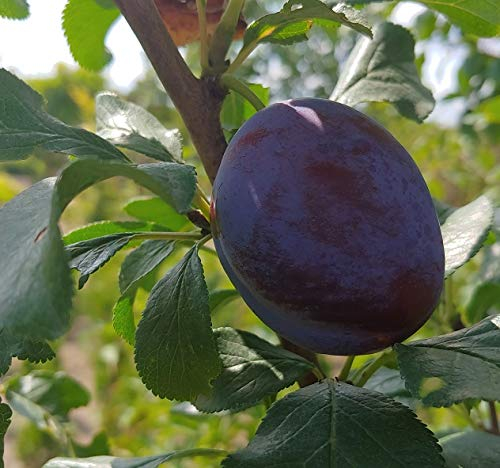 HagantaⓈ, Riesenpflaume, kleinbleibender Pflaumenbaum, 120-140cm im 10L Topf