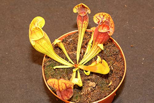 Fleischfressende Jungpflanze, Schlauchpflanze, Sarracenia purpurea, 3-5cm