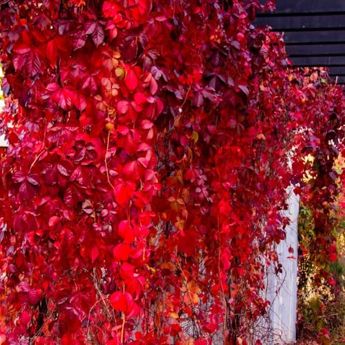 semi resistenti di vite selvatica, giardino roccioso di vite americana, parete verde, decorazione vite resistenti per il giardino 500pcs
