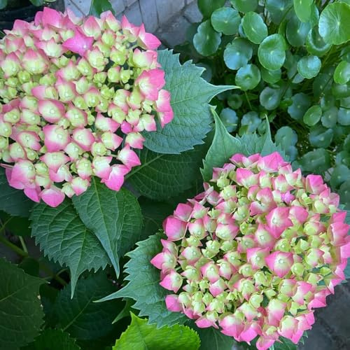 semillas de hortensia resistentes - jardín, perenne balcón interior exóticas 300pcs