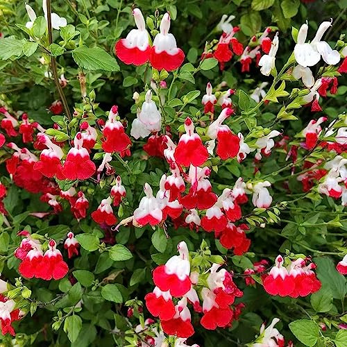 salvia - semi balcone resistenti resistenti per balconi di salvia balcone 250pcs