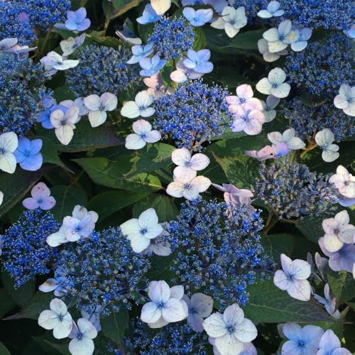 Hydrangea serrata 'Magic Pillow' Compact Dwarf Hydrangea with Lace-Cap Flowers and Autumn Color 1X, 2X or 4X 9cm pots Litre Pot by Thompson and Morgan