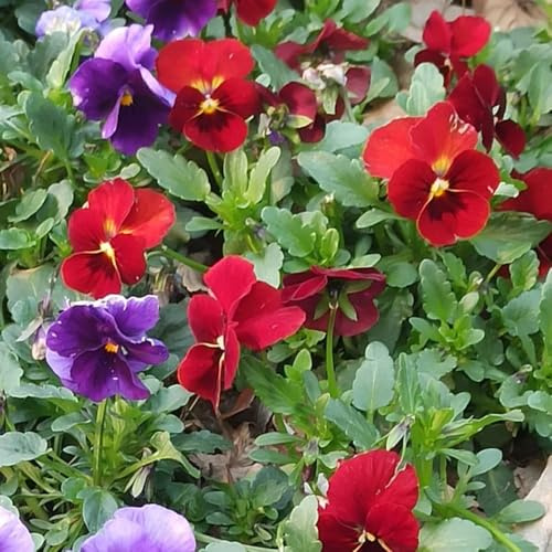 stiefmütterchen mehrjährige blumensamen indoor kräutergarten dachbegrünung blumenwiesensaat büropflanzen blumenwiese herbstaussaat mehrjährig exotische zimmerpflanzen 900samen