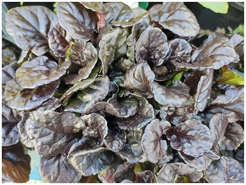 Stauden Gänge 1 x Ajuga reptans 'Black Scallop' Kriechender Günsel | Schwarzer Bodendecker für Halbschatten bis Schatten, Blüte April bis Juni, mehrjährig, 9x9 cm Topf