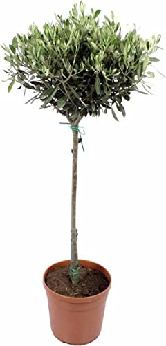 Olea Europaea Planta Natural Árbol de Olivo para Terraza y Jardín