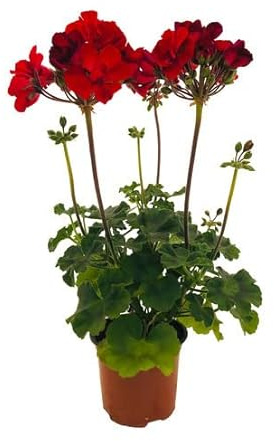Flor Natural Geranio Pelargonium con Flores de Colores