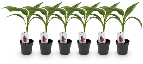 Bananenpflanze Musa sikkemensis Red Tiger – 6 Pflanzen – Winterhart – Obstpflanze – 12 cm, Höhe ca. 30 cm