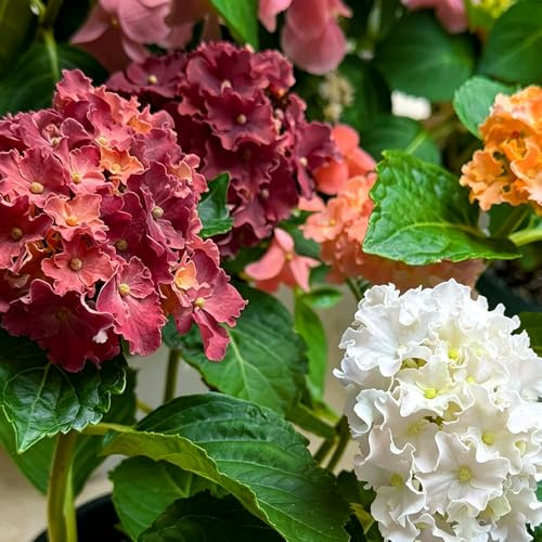 semillas hortensia - jardín silvestres, siembra otoño, decoración silvestres balcón resistentes 200pcs