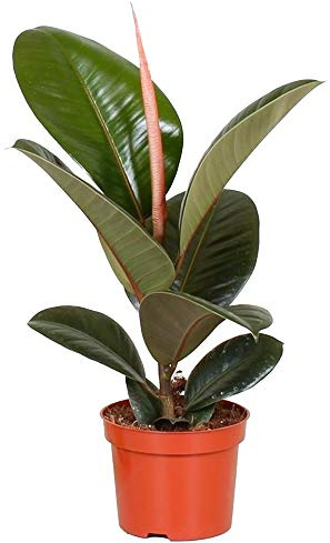 Lush Ficus Robusta | 30-40cm getopfte Hauspflanze | Beste innen Pflanzen zum Verkauf