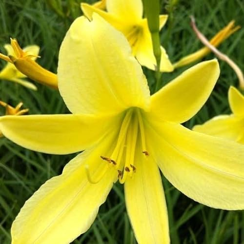 6x Lis d’un jour citrina – Hemerocallis citrina – Godet 9x9cm | Grandes fleurs jaunes parfumées, floraison nocturne