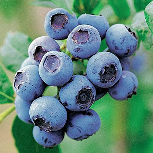 Blueberry Vaccinium corymbosum 'GoldTraube' Deciduous Fruit Shrub | 9cm Pot