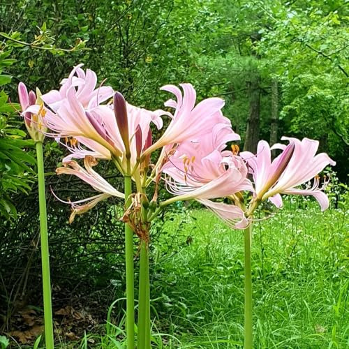 bulbi di giglio ragno, Lycoris radiata, balcone con bulbi giardino roccioso resistenti, adatte al pieno sole giardino rampicanti 4pcs