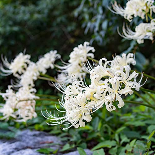 bulbi di giglio ragno, Lycoris radiata, interna rari Aiuole rialzate per il giardino d'appartamento esotiche arredamento del soggiorno 20pcs