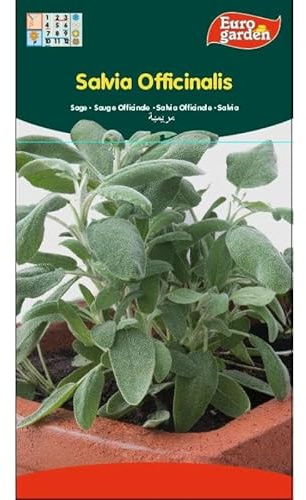 Semillas Salvia Officinalis. Pack 2 sobres