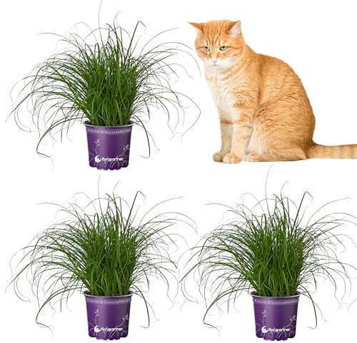 Florapartner Frisches Katzengras (Cyperus zumula) – 3 Pflanzen ungiftiges Zyperngras für Katzen & Nagetiere, weiche Halme gegen Haarballen, Zimmerpflanze im 12cm Topf