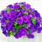 nulala 100 pzas Semillas de petunia colgantes Semillas de petunia Semillas de maceta Semillas de flores colgantes Semillas de condimento para el hogar, Mini jardín, Balcón, Planta de jardín
