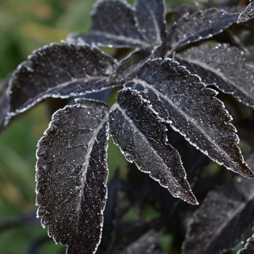 Black Beauty® rotblättriger Holunderstauch Holunder Sambucus nigra rosa Blüten ca. 40-60 cm, 5 L Topfballen