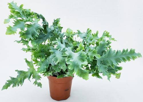 POWERS TO FLOWERS - FELCE AZZURRA, PHLEBODIUM DAVANA, VASO 12 CM DIAMETRO, pianta vera