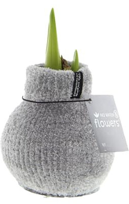 Bloomique - Amaryllis-Zwiebel in Wachs - Cosy Grjis - Blumenzwiebel - keine Wasserblumen - Weihnachtsdekoration - 15-25 cm hoch bei Lieferung - wird bis zu 40-60 cm groß - 10 cm Durchmesser