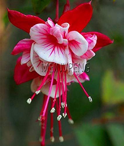 Graines de fleurs de fuchsia pour jardin rouge paquet de 100 graines