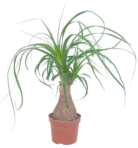 Pata de Elefante - Beucarnea recurvata Planta Natural de Interior