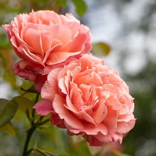 Heirloom Climbing Roses, Live Own Root Plant for Outdoor Garden, Reach for the Skies, Moderately Fragrant, Hardiness Zones 6-10, Repeat Blooming