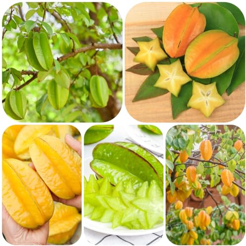 semi di carambola, acquistare da giardino nani vecchie varietà esotiche resistenti per il giardino roccioso 150pcs