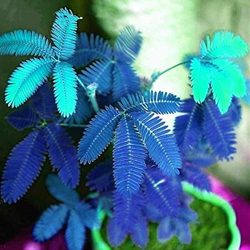 Benoon Semillas De Mimosa Pudica, 1 Bolsa Semillas De Mimosa Pudica Alta Tasa De Germinación Natural Blue Blue Mimosa Pudica Seeds Para Jardín Azul 20 piezas