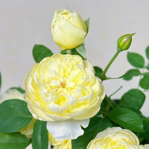 Semillas de rosal trepador, resistente y fragante decorativas, cortadas raras, decoración de sala de estar, variedades antiguas, 200pcs